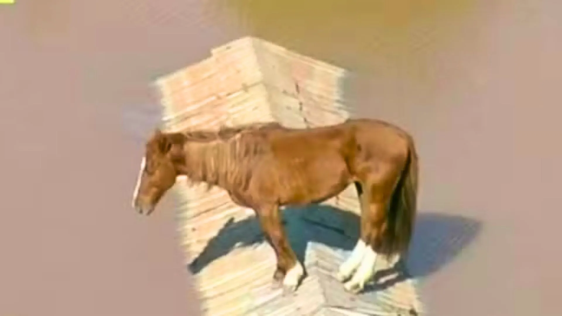 Um ano depois das enchentes no RS: veja como está o Cavalo Caramelo