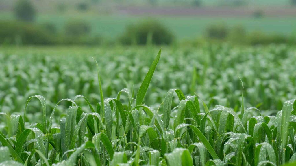 Chuvas aliviam estiagem, mas perdas na agricultura persistem