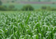 Chuvas aliviam estiagem, mas perdas na agricultura persistem