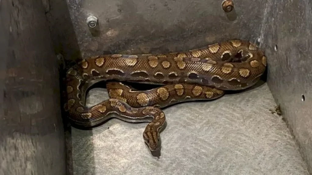Jiboia é encontrada dentro de um cano de escoamento