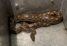 Jiboia é encontrada dentro de um cano de escoamento