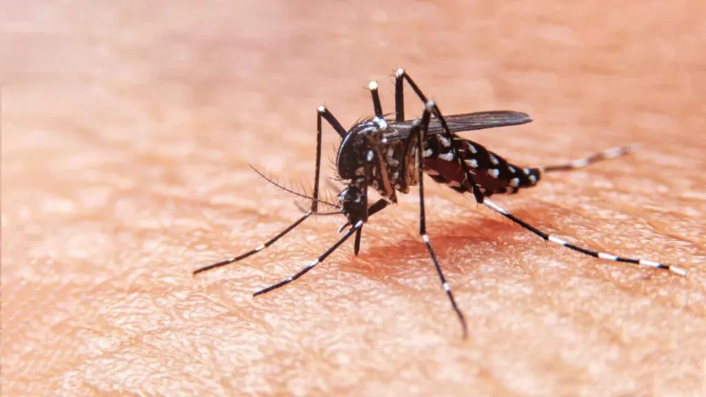 Santa Catarina registra mais de 90 mil casos de dengue e 600 de chikungunya