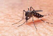 Casos de dengue em Videira aumentam 16% em uma semana