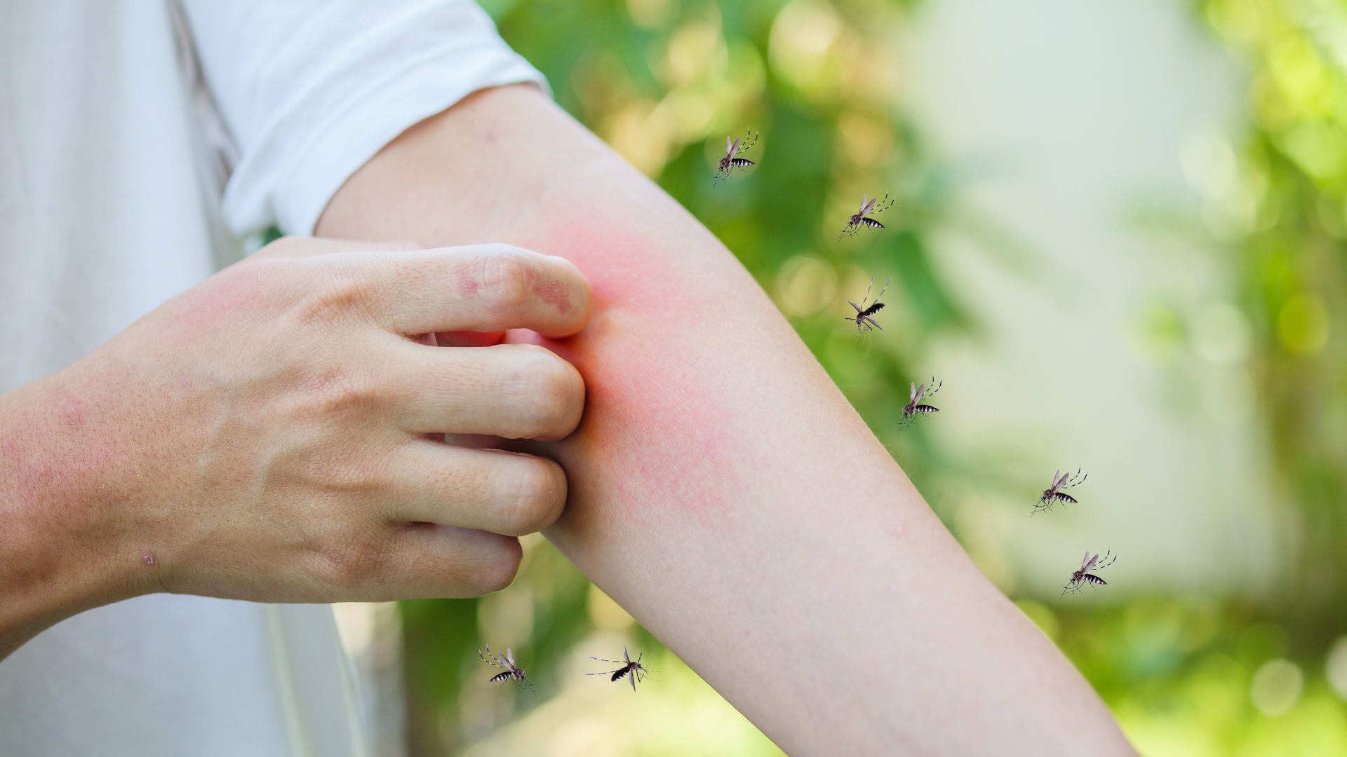 Dengue em Videira: Fumacê e medidas simples ajudam a combater o mosquito