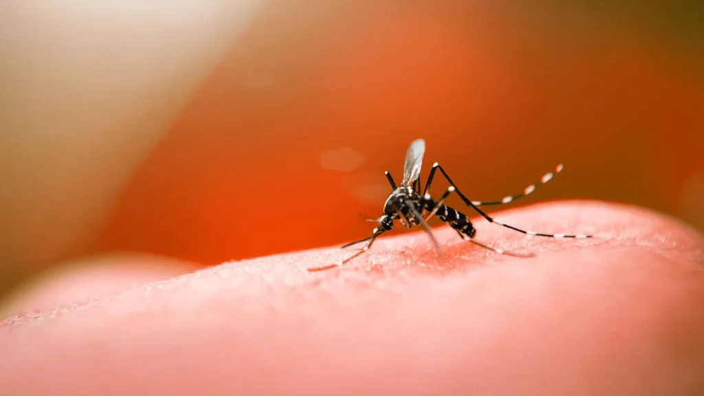 SC tem 54 mil casos de dengue e aumento de 762% em chikungunya