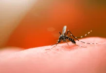 SC tem 54 mil casos de dengue e aumento de 762% em chikungunya
