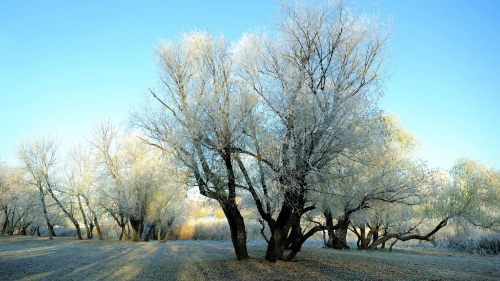 Previsão indica geada e frio intenso em SC a partir do dia 20
