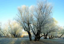 Previsão indica geada e frio intenso em SC a partir do dia 20