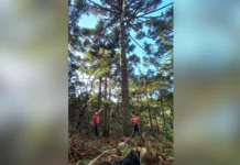 Jovem é resgatado após ficar preso em pinheiro durante colheita de pinhão