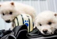 Empresa diz ter dado vida a espécie extinta há 10 mil anos