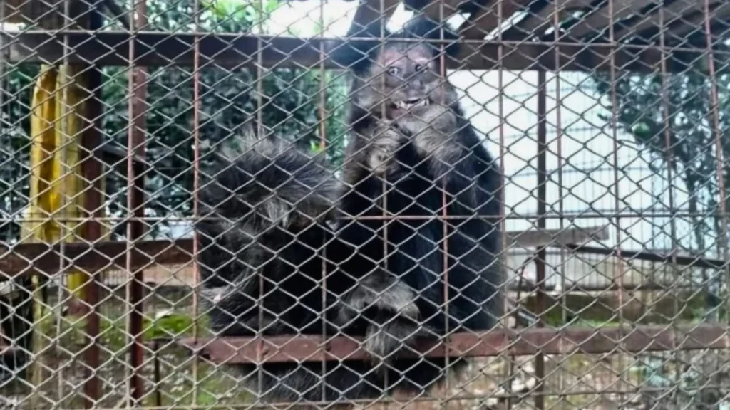 Macaco e papagaio são resgatados de cativeiro ilegal em Videira