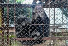 Macaco e papagaio são resgatados de cativeiro ilegal em Videira
