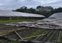 Ventos de 90 km/h e granizo atingem mais de 70 casas em Chapecó