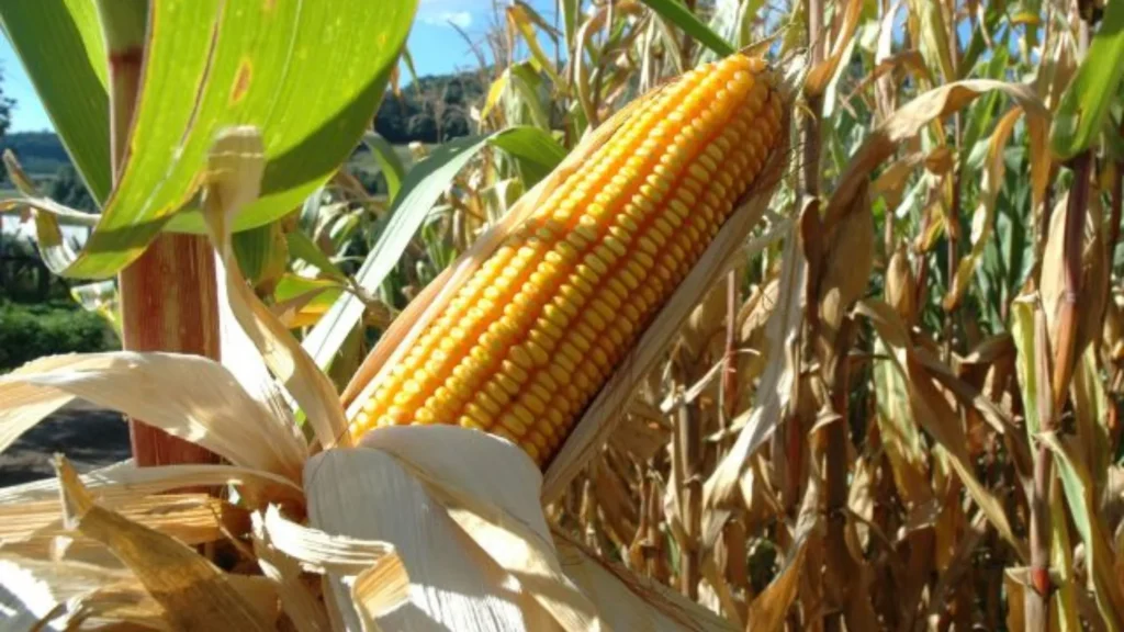 Com salto de 40% na produtividade, SC colhe safra histórica de milho