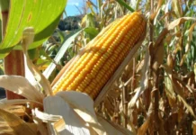 Com salto de 40% na produtividade, SC colhe safra histórica de milho