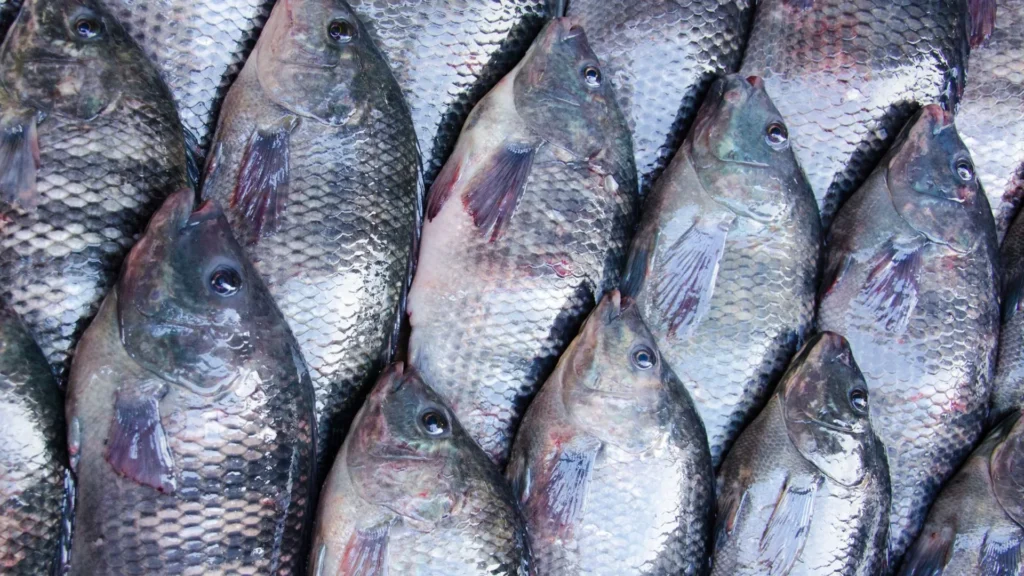 Videira realiza a tradicional Feira do Peixe Vivo de 15 a 17 de abril