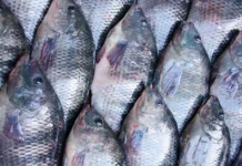 Videira realiza a tradicional Feira do Peixe Vivo de 15 a 17 de abril