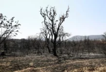 Fraiburgo está no topo das queimadas em SC, aponta relatório