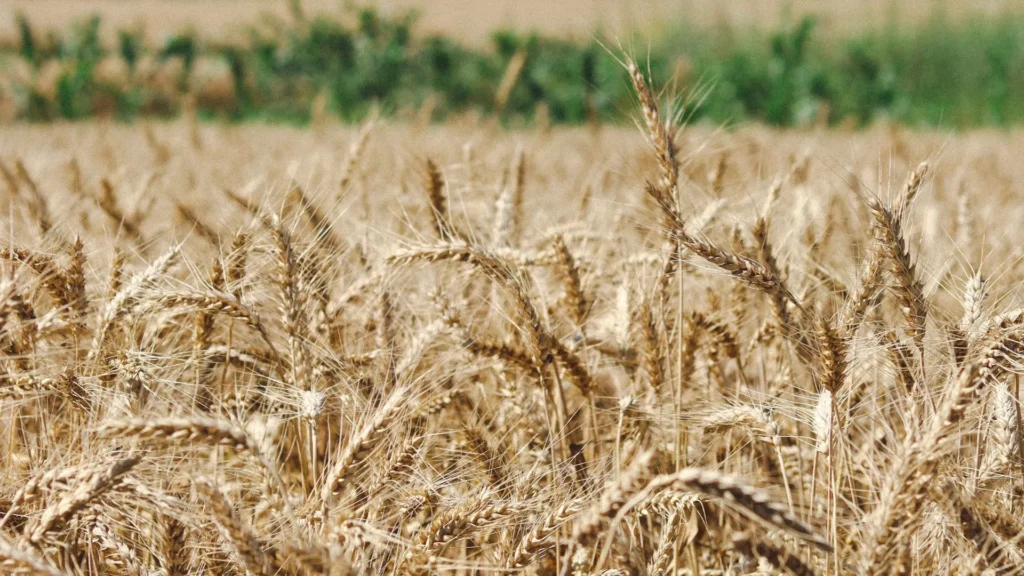 SC investirá R$ 4,1 milhões em cultivo de cereais de inverno