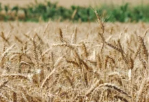 SC investirá R$ 4,1 milhões em cultivo de cereais de inverno