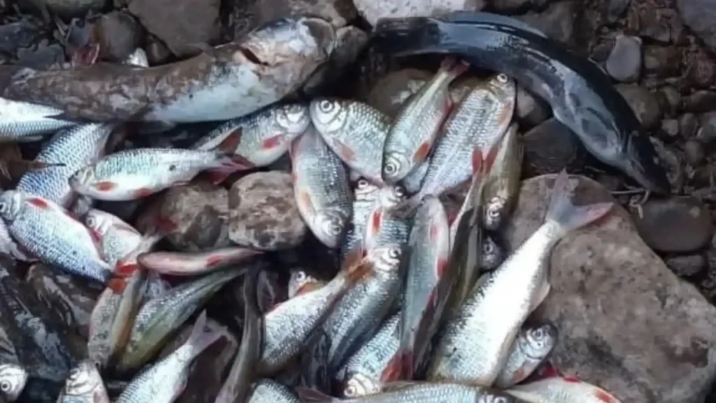 Peixes aparecem mortos em rio de Salto Veloso