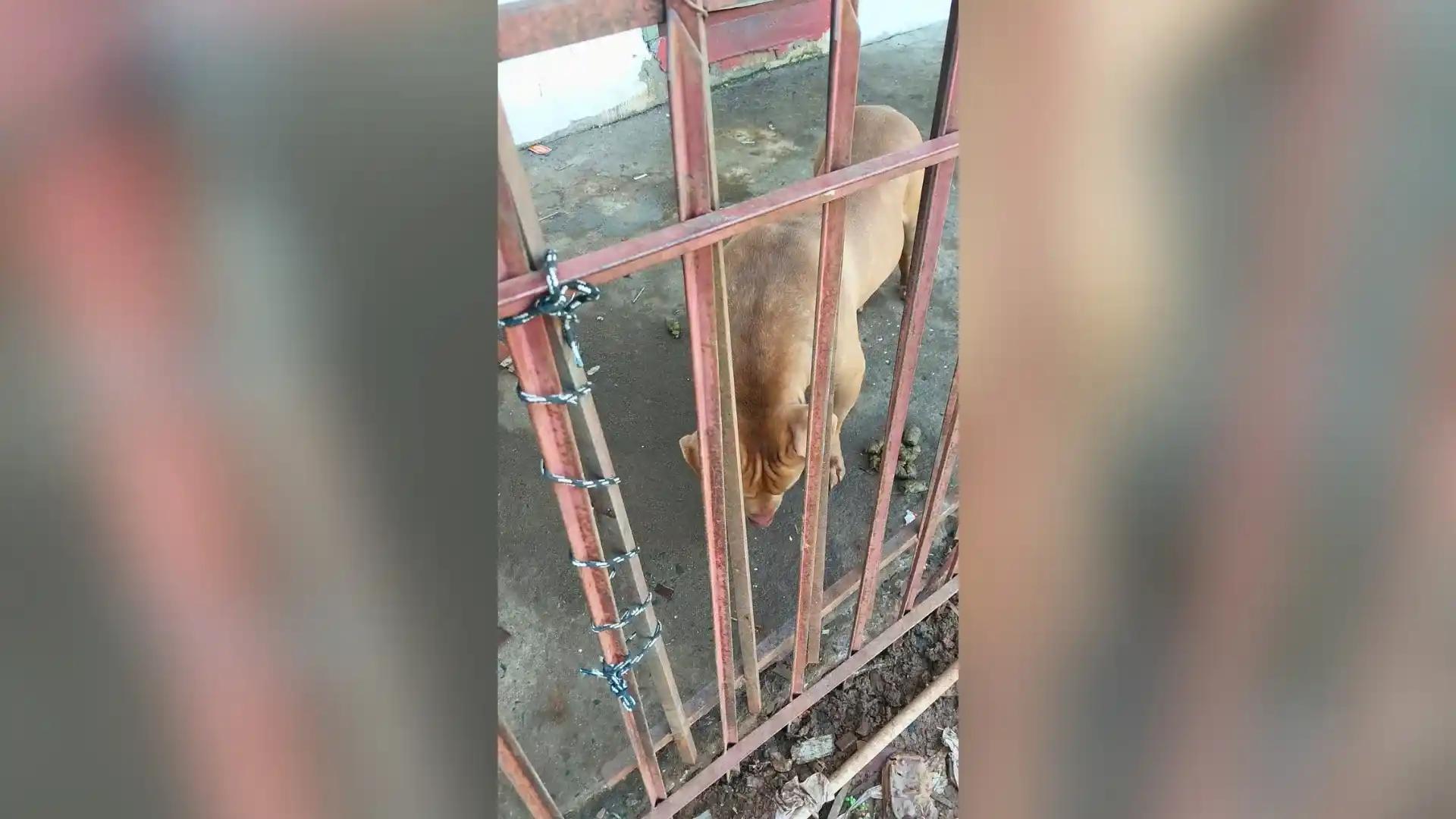 Pitbull solto causa medo e coloca pedestres em risco em Videira