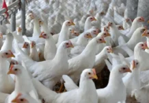 SC intensifica defesa sanitária após foco de Influenza Aviária no RS