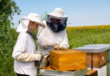Manejo de inverno para abelhas é tema de reunião técnica da EPAGRI em Videira