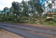 Vereador de Caçador solicita retirada de árvores às margens da SC-350 entre Caçador e Lebon Régis