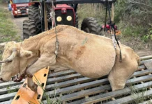 Boi fica preso em mata-burro e é resgatado pelo Corpo de Bombeiros