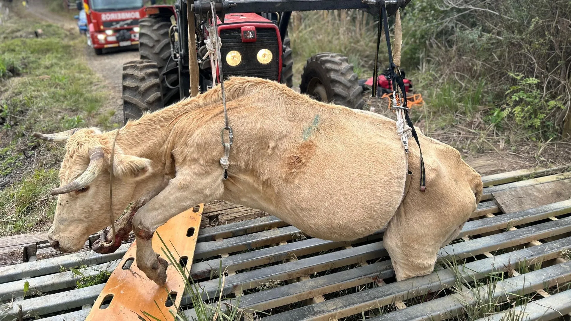 Boi fica preso em mata-burro e é resgatado pelo Corpo de Bombeiros