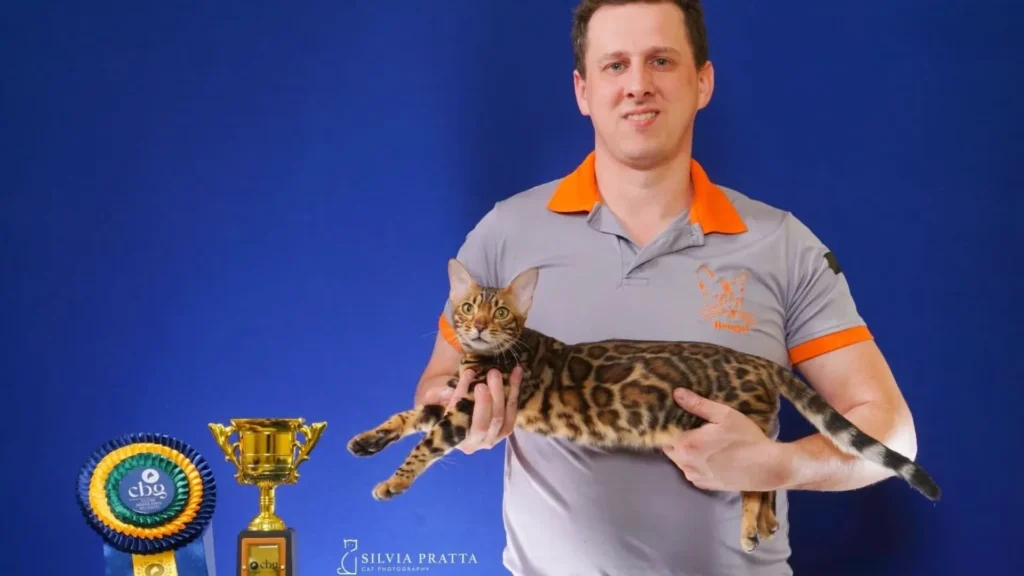 Gatil de Caçador participa de exposição nacional de gatos de raça