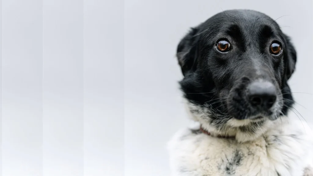 Duas pessoas são indiciadas por maus-tratos a cão e filhote no Meio-Oeste