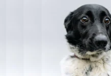 Duas pessoas são indiciadas por maus-tratos a cão e filhote no Oeste