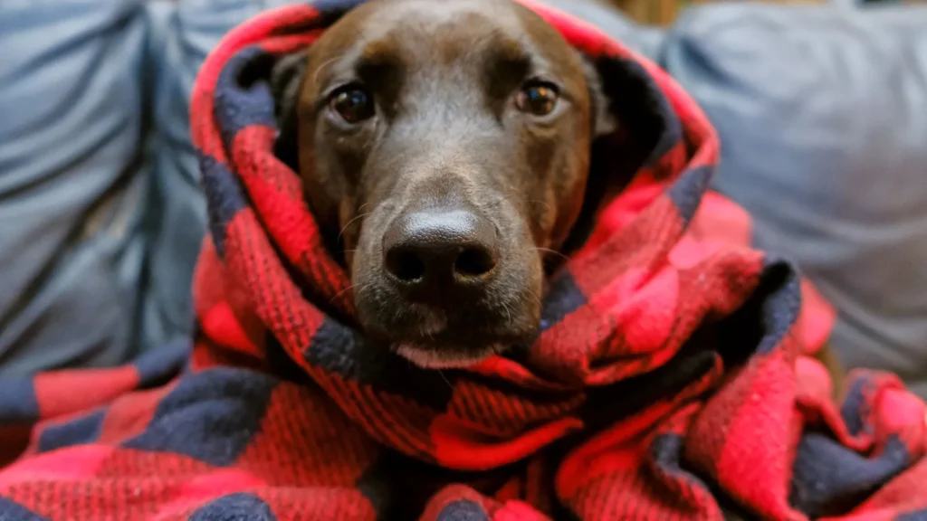 Frio chegou: saiba como proteger seu pet no inverno