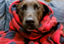 Frio chegou: saiba como proteger seu pet no inverno