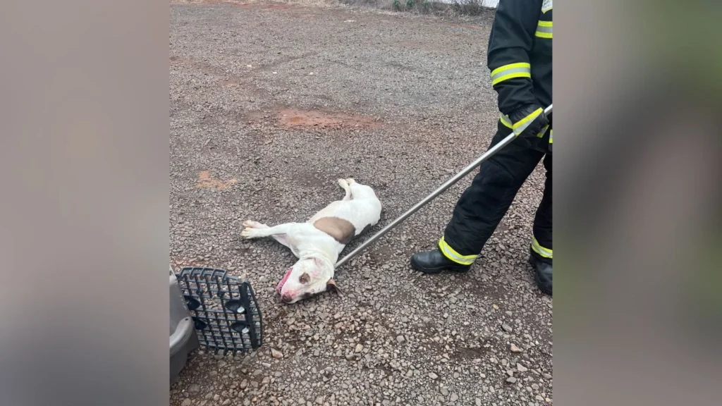 Cães pitbull soltos são contidos no Centro de Caçador