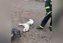 Cães pitbull soltos são contidos no Centro de Caçador