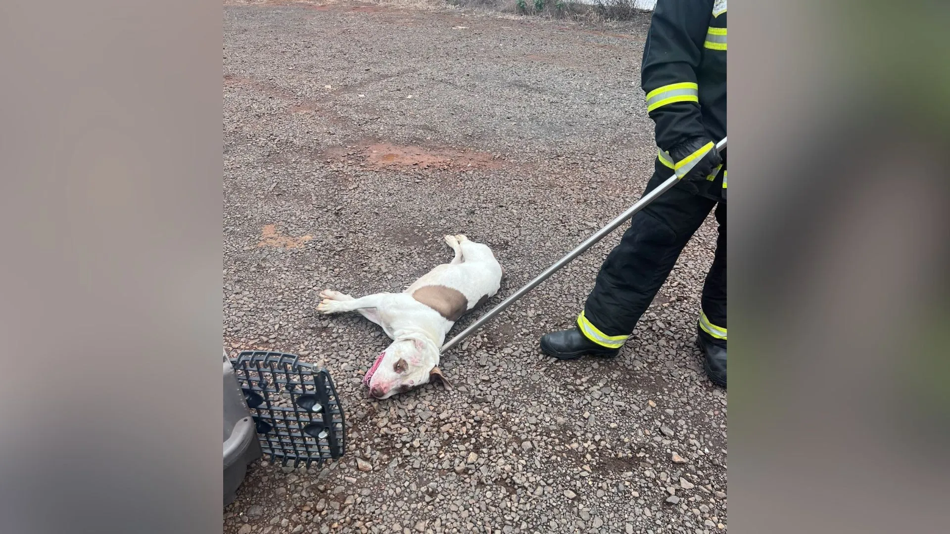 Cães pitbull soltos são contidos no Centro de Caçador
