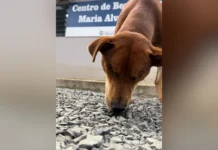 Centro de Bem-Estar Animal de Caçador atende animais em risco