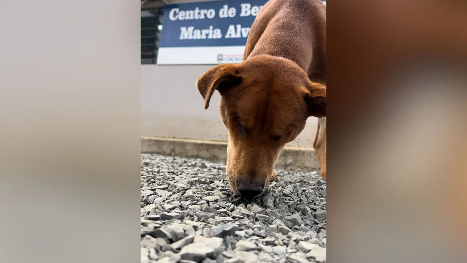 Centro de Bem-Estar Animal de Caçador atende animais em risco