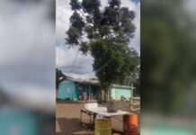 Homem morre após choque elétrico enquanto colhia pinhão em SC