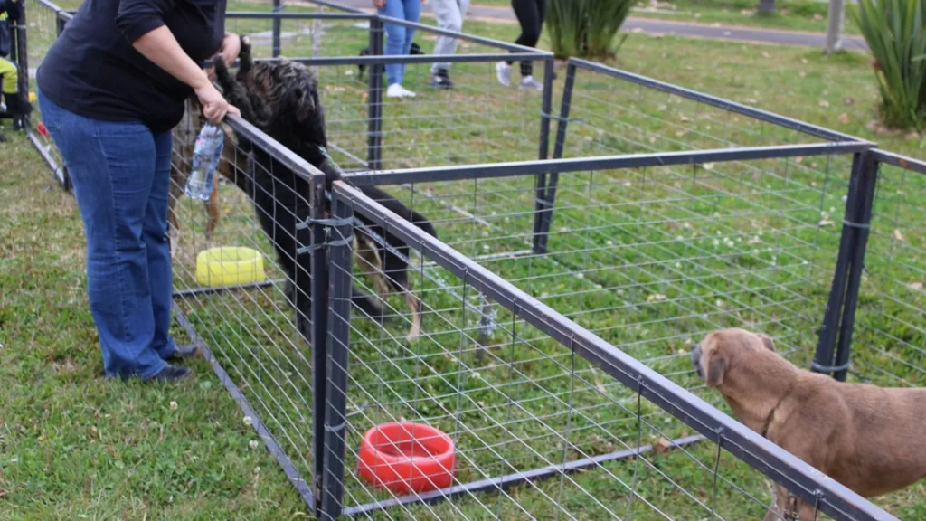 Feira de adoção de animais acontece neste fim de semana em Caçador