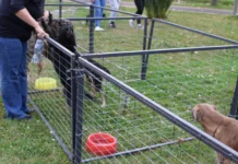 Feira de adoção de animais acontece neste fim de semana em Caçador