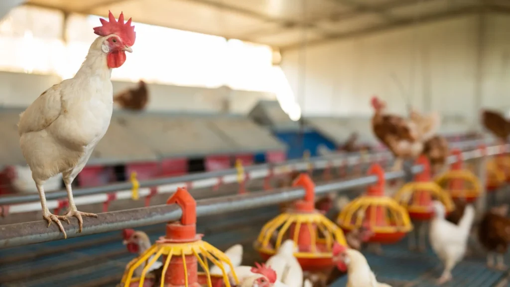 Ministério da Agricultura apura casos suspeitos de gripe aviária no Rio Grande do Sul e Tocantins