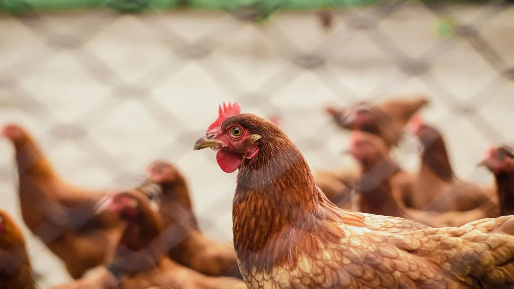 Trabalhador de granja é isolado após sintomas de gripe aviária