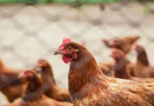 Trabalhador de granja é isolado após sintomas de gripe aviária