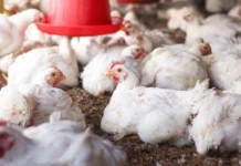 Fiocruz descarta infecção por gripe aviária em trabalhador do Rio Grande do Sul