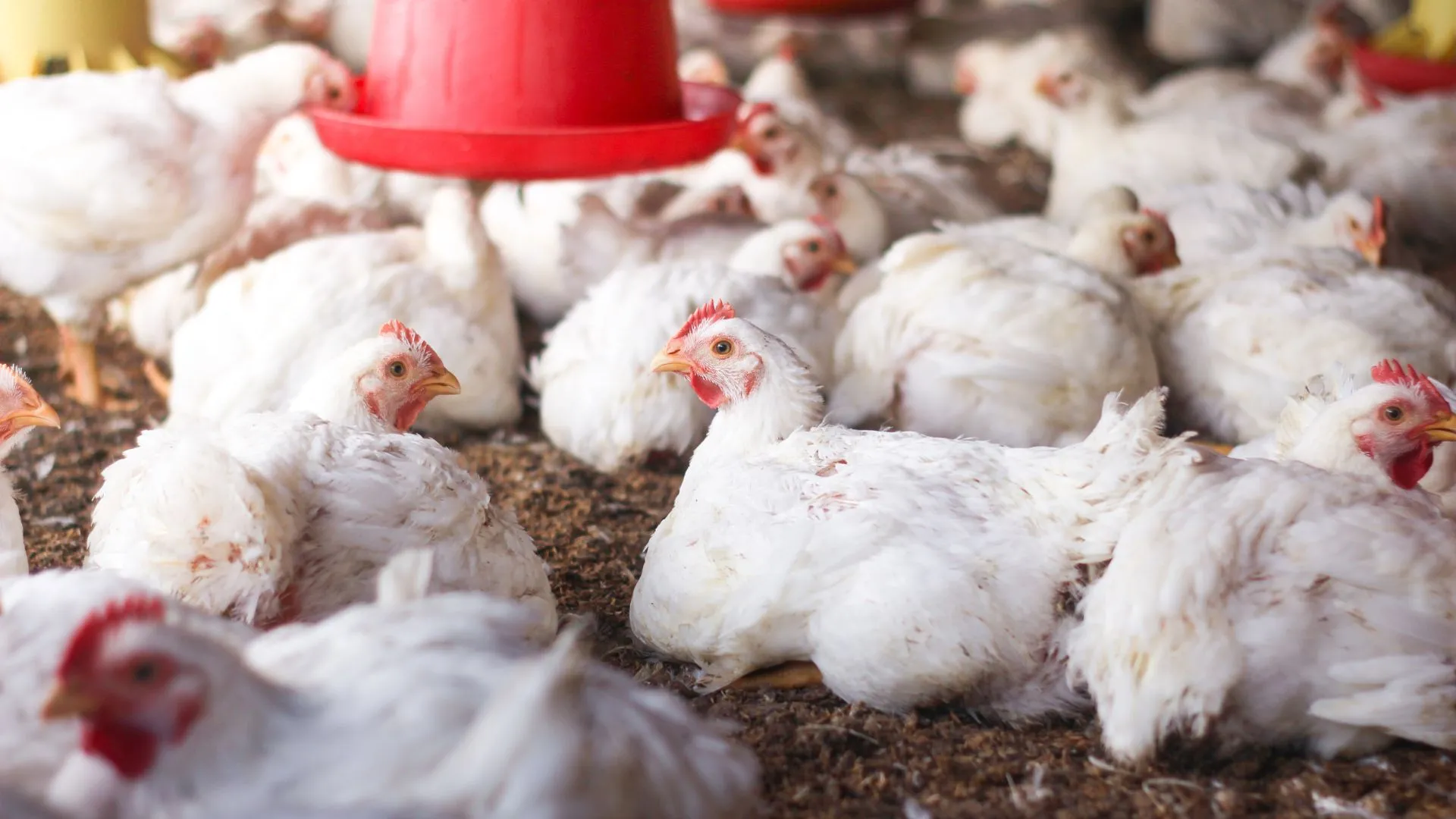 Brasil registra primeiro caso de gripe aviária em granja comercial