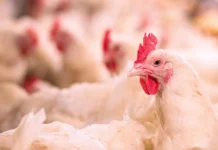 Gripe aviária leva China e Europa a suspenderem compra de frango do Brasil